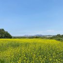 창릉천 유채는 처음 이네요 이미지