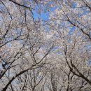 대기보건진료소 | 경북 안동 벚꽃명소 개화현황(안동하회마을 월영교 탈춤공원)