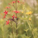 보타닉가든 야생가든. Humming Bird... 이미지