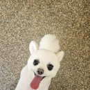 바로펫살롱 이미지