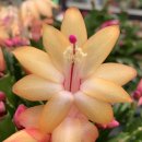 골드라벨 이미지