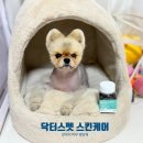 강아지 피부·피모 관리, 매일 챙기는 루틴 🐶✨ 닥터스펫 스킨 케어 후기