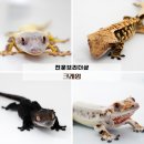 토당로 | 일산 파충류샵 크레윙 고양 능곡점｜입문자부터 매니아까지 만족한 도마뱀 내돈내산 분양 후기