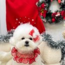 이리온 댕댕 이미지