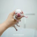 디어베어켄넬 이미지