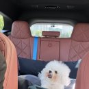 프랑소와펫 신세계대전점 이미지