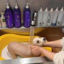 위위그루밍 이미지