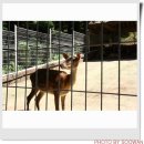 송파 사슴 농장 이미지