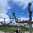 뉴숲속민박 | 산티아고 프랑스길 11일차 후기 | 몬테스 데 오카-카르데뉴엘라 리오피코 | 거리·난이도·꿀팁