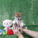 애견왕국 이미지