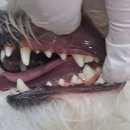 Dr.오즈동물병원 이미지