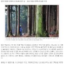 몸·마음·명상에 좋은 치유의 숲… 장성 축령산 편백나무숲 이미지