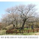 제주 신례리 왕벚나무 자생지 | 왕벚나무와 에밀 타케 신부