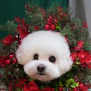 강아지 미용실 이미지