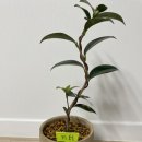 화전농장 이미지