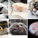 고양이 발바닥 이미지