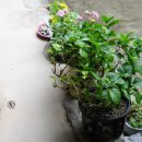 고택한옥에서 이미지