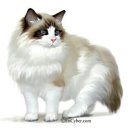 잘난돌스 이미지