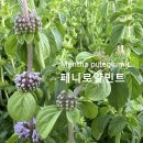 민트 - 포항시 남구 장기로1690번길 7-1 | 민트