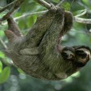 나무늘보 이미지