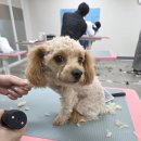 개인정애견샵 이미지