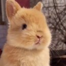 하늘토끼 이미지