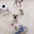 털로덮인친구들 수원시청역점 이미지
