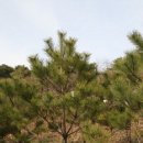 삼강식물원