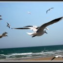 부산갈매기 이미지