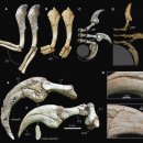 공룡발톱 이미지