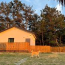 도그프리덤 이미지