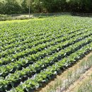 상주농장 이미지