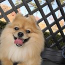 잘다녀오시개 이미지