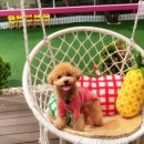 봉봉애견 이미지