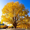 용문산야생화마을 | 반계리 은행나무 실시간 CCTV 확인 방법 및 주변 주차, 맛집 완벽 안내