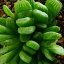 [옥선] Haworthia truncata hybrid cv. Lime green 이미지