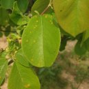 SPP조선(주) | <수목진단 이야기> 얘들 보이면 비상입니다. : 향나무녹병(Gymnosporangium spp.)