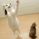 날으는고양이 이미지