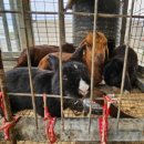 예지목장 이미지