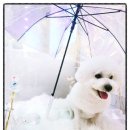 멍is뭔들 이미지