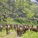 사슴자연방목장 이미지