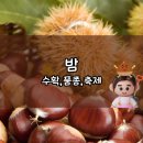 꽃내미풀꽃이랑마을 | 햇밤 수확 시기와 밤 품종, 공주 밤 주울 때 주의할 점