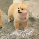 해피 네이버블로그