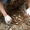 영심농장 이미지