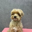 mm애견공방 | 잠실 애견유치원 MM애견공방에 호텔링서비스와 미용 맡긴 후기