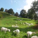 그린축산 이미지