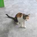 셀포랩올레 | 누워서 하는 다이어트 김천 셀포랩올레 체험 후기