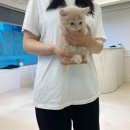 캣통령 잠실점 네이버블로그