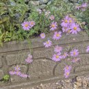 서화마을 이미지