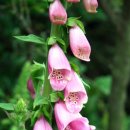 하천리-8 이미지